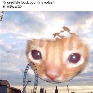 Meet your Posher, Gabriel